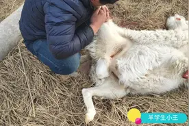 甘肃农村临近过年请回民帮忙宰羊，手法熟练，宰时嘴里还念着经?视频封面