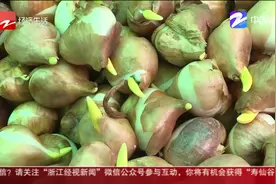 杭州太子湾郁金香开种 品种多达31种 布局有讲究视频封面