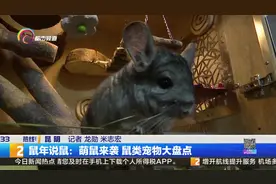 鼠年说鼠：萌鼠来袭 鼠类宠物大盘点