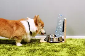 家有萌宠必备：DIY自制宠物定时投食机，还有猫狗都爱的暖暖床垫视频封面