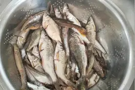 大山里正宗面条鱼，直接这样做，你们敢吃吗？视频封面