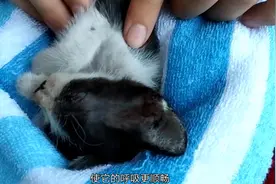 被遗弃的流浪猫被冻得还剩最后一口气！小伙做胸部按才恢复了气息