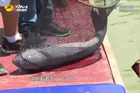 青鱼还是喜欢水蜜桃味的饵料！这不一尾巨青又上岸了视频封面