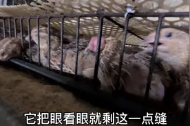 鹌鹑还会长肿瘤？一天能产几个蛋？听听有10年养殖经验的大嫂咋说视频封面