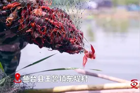 乡村振兴 | 鱼台生态小龙虾 开启富民大产业