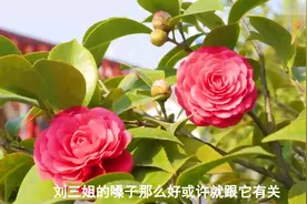 4款市面上比较少见的高端烟，第二款应酬首选，第四款最好抽视频封面