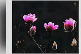 又到辛夷花开季，四川绵阳市北川药王谷欢迎您（四）视频封面