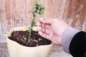 月季换盆后出现黄叶，叶子打焉甚至脱落等情况，应该怎么处理？