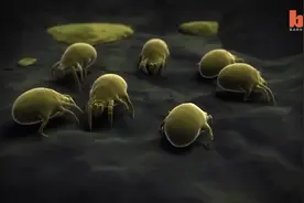 【3D动画演示】肉眼看不见的尘螨如何侵扰你家视频封面