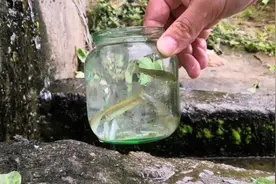 小伙的抓鱼三步曲，学会这些大鱼不一定能抓到，但小鱼肯定有不少