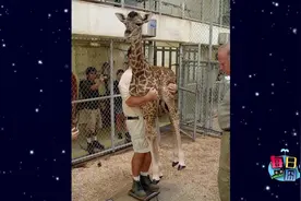 来看动物护理员怎样给动物们称量体重，真的想尽办法…太有爱了！