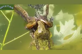 青蛙产卵的全过程，这就是一堆小蝌蚪啊，快去找妈妈吧视频封面