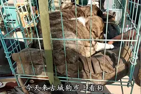 狗市上农村大叔卖狗，一群小狗挤在一起瑟瑟发抖，拿出来看更怂了视频封面