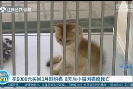 市民花6000元买回3月龄豹猫，8天后小猫突然死亡，这是咋回事