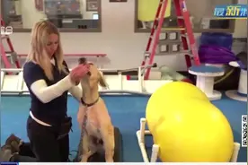 狗能闻出病毒？美国将打造“犬类监视”部队，嗅探新冠病毒病例