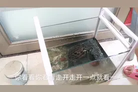 养了6年的野生乌龟居然不见了，全家出动寻找，居然在这里找到了视频封面