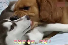 二哈想咬主人，金毛发怒狂揍哈士奇视频封面