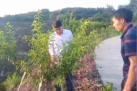 四川种植技术员，李子拉枝角度45度，教曾哥拉出最标准开心型！