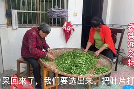 谷雨农村妹子上山采茶叶，手把手教你怎么采茶，看完你也会采视频封面