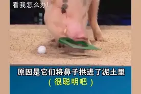 猪的冷知识，这些年我们误解二师兄了