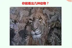 我能在图中找到3种动物，据说眼力不一般的能看到4种