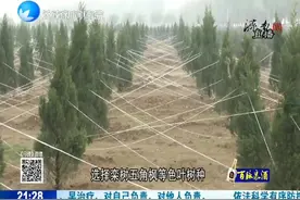 开展堤防绿化 打造黄河新面貌视频封面
