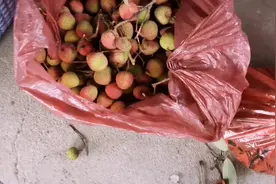探访荔枝园后才知道，东莞荔枝还没有成熟，路边卖的荔枝哪里来的视频封面