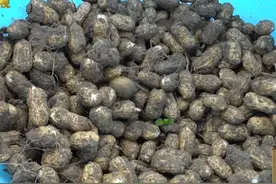 广西浦北县，红衣花生不仅可以榨成香喷喷的花生油，还能晾晒药用视频封面