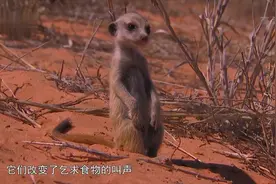 纪录片：小动物大智慧2视频封面