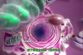 3D动画演示DNA转录合成蛋白质的全过程