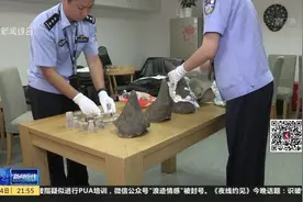 虹桥机场海关破获该关史上最大走私犀牛角案，打开包就闻到血腥味视频封面