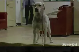 小女孩为了救狗狗去世  狗狗用自己一生的时间忏悔（完结篇）视频封面