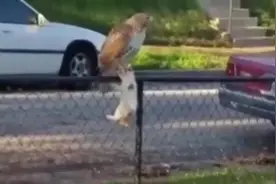 新奇！老外在小区拍到老鹰把家猫叼走了！