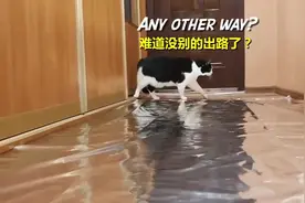 众所周知猫咪讨厌锡纸  那么猫咪会在锡纸上走吗？视频封面