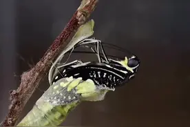 化蛹成蝶的高清全程视频封面