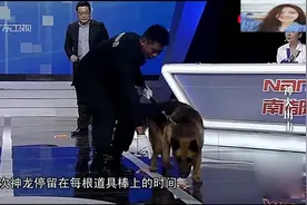 社会纵横：警犬到底有多厉害？主持人现场测试令人叹为观止视频封面