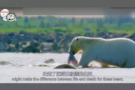 超震撼罕见画面，北极熊蹲守岩石上跳杀白鲸。