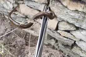 小伙在臭水沟里钓黄鳝，不知道是不是饵料太好了，野货咬住不松口视频封面