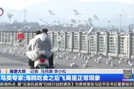 海鸥去哪儿了？记者实地探访
