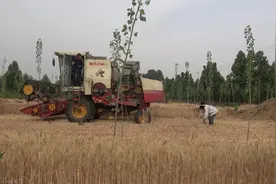 农二代农三代跟着老人收麦子浇地，农三代没有见过麦子，高兴坏了视频封面