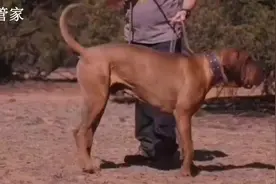 十大猛犬排行榜NO.2——无声斗犬土佐视频封面