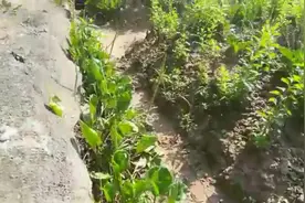 尼古丁最怕的是什么茶？30年老烟枪每天泡一壶视频封面