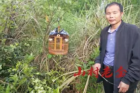 不同的画眉鸟有不同的养法，很多人都不知道的诀窍视频封面