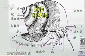 生活圈：田螺尾部是排泄器官，不能吃？专家做出解答，食用需谨慎视频封面