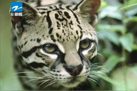 丽水遂昌惊现豹猫身影！视频封面