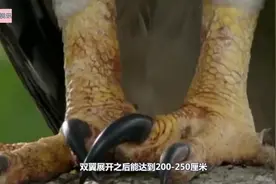 菲律宾真实存在的“食猴鹰”，镜头实拍抓猴子全过程，太凶残了！视频封面