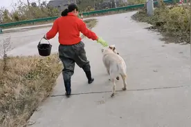 农村美女刚要回家，狗狗就要爬到女主人身上，这是什么狗视频封面