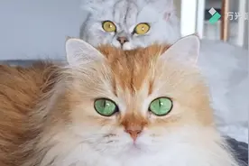 朋友花8万买的布偶猫大家帮忙看一下纯不纯视频封面