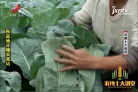 花椰菜栽培6：花椰菜进入结球期后，需要做好浇水追肥视频封面