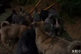 关了一天的中华田园犬小虎斑听到主人回来了，个个兴奋的汪汪叫视频封面